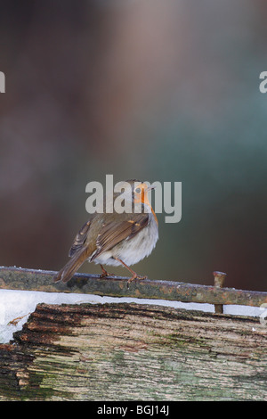 Erithacus rubecula aux abords sur la neige y'gate Banque D'Images