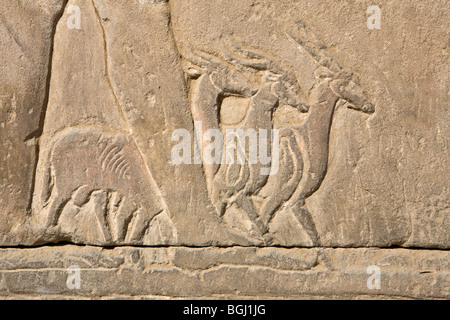 Soulagement des animaux à partir de la salle intérieure au Temple de Sobek et Haroeris à Kom Ombo dans la vallée du Nil, de la Haute Égypte Banque D'Images