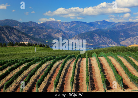 Vignoble sur le lac Chelan dans l'Est de l'état de Washington Banque D'Images