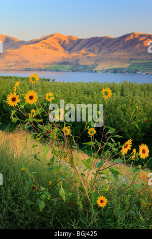 Tournesols près du lac Chelan dans l'Est de l'état de Washington Banque D'Images