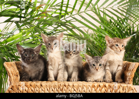 Chat javanais - cinq chatons assis sur un canapé Banque D'Images