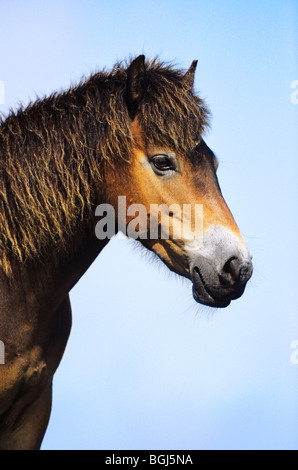 Exmoor Pony. Portrait d'un adulte Banque D'Images