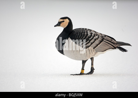 Branta leucopsis Bernache nonnette, un oiseau seul, debout sur la neige, l'Ecosse, Caerlaverock Banque D'Images