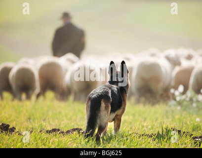 Berger allemand en regardant les moutons Banque D'Images