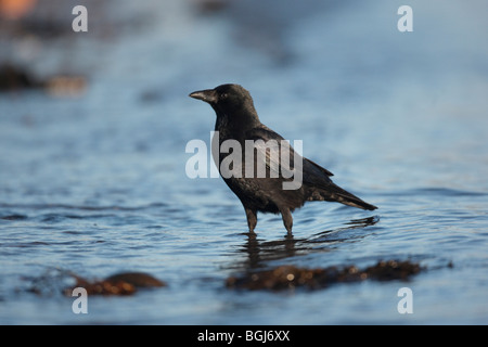 Corneille noire, Corvus corone, seul oiseau standing by water, Galloway, Ecosse, hiver 2009 Banque D'Images