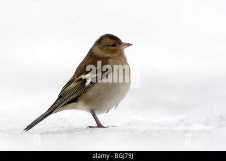 Chaffinch, Fringilla coelebs, seule femme debout dans la neige, Dumfries, Ecosse, hiver 2009 Banque D'Images