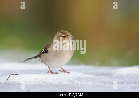 Chaffinch, Fringilla coelebs, seule femme debout sur la neige, Dumfries, Ecosse, hiver 2009 Banque D'Images