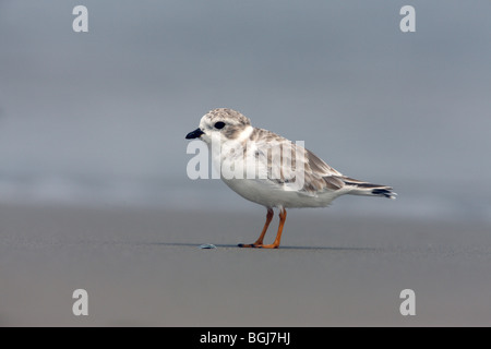 Le pluvier siffleur, Charadrius melodus, New York, USA, l'été Banque D'Images