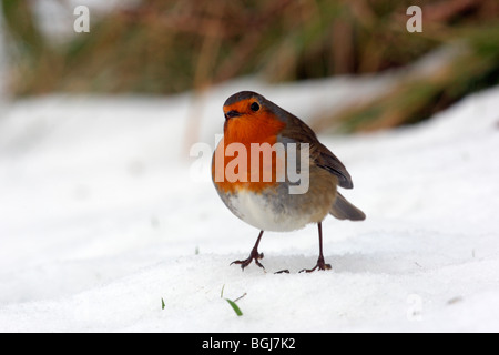 Robin, Erithacus rubecula aux abords, seul oiseau debout dans la neige, Dumfries, Ecosse, hiver 2009 Banque D'Images