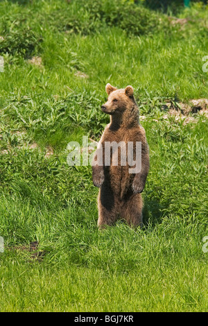 Les jeunes ours brun eurasien - debout / Ursus arctos arctos Banque D'Images