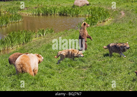 Les jeunes ours bruns d'Europe et de loups sur le pré Banque D'Images