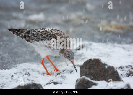 Philomachus pugnax Ruff, un oiseau seul, debout dans la neige, Martin simple, Lancashire, UK, hiver 2009 Banque D'Images