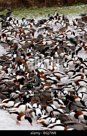 Tadorne casarca tadorna Tadorna,, une grande nuée d'oiseaux dans la neige, Martin simple, Lancashire, UK, hiver 2009 Banque D'Images