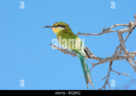 Swallow-tailed Bee-eater sur une branche / Merops hirundineus Banque D'Images