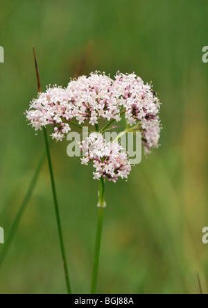 Valériane - Valeriana officinalis commune Banque D'Images