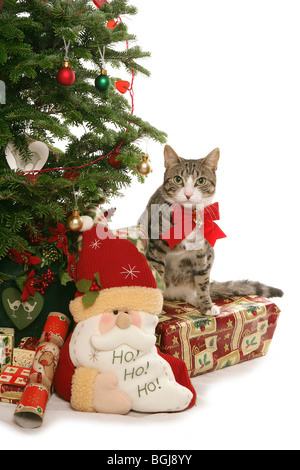 Chat domestique (à côté de l'arbre de Noël Banque D'Images