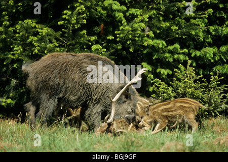 Le sanglier (Sus scrofa) Mère et les jeunes se nourrissent de chevreuil mort. Allemagne Banque D'Images