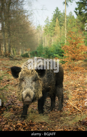 Sanglier (sus scrofa). Femelle debout dans la litière de feuilles. Allemagne Banque D'Images