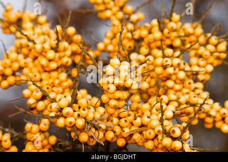 Or l'hiver, American Winterberry Banque D'Images