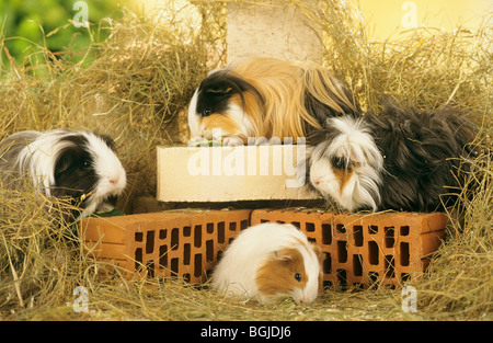 Quatre cochons dans le foin Banque D'Images