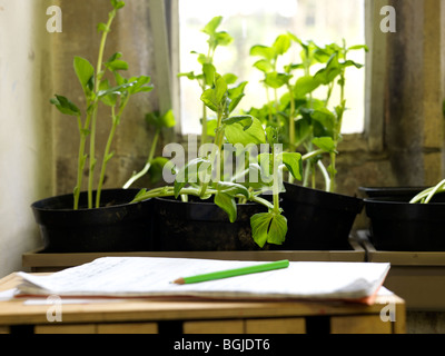 Les plantes croissant dans la fenêtre de classe Banque D'Images