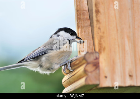 Carolina Chickadee, Poecile carolinensis, perchée sur un mangeoire à oiseaux en bois mangeant des graines de tournesol à huile noire. Oklahoma City, Oklahoma, États-Unis. Banque D'Images