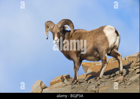 Un adulte le mouflon des montagnes Banque D'Images