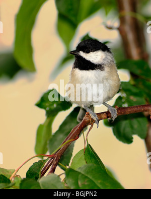 Carolina Chickadee, Poecile carolinensis, perche sur une branche en été. Oklahoma City, Oklahoma, États-Unis. Banque D'Images