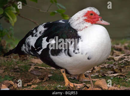 Le canard de Barbarie (Cairina moschata) mâle, UK Banque D'Images