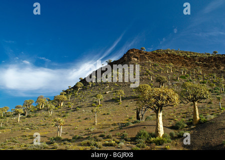 Kokerboom forest, Western Cape, Afrique du Sud Banque D'Images