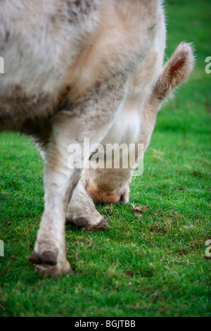 Une vache mange de l'herbe dans un champ au Royaume-Uni Banque D'Images