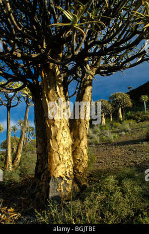 Kokerboom forest, Western Cape, Afrique du Sud Banque D'Images