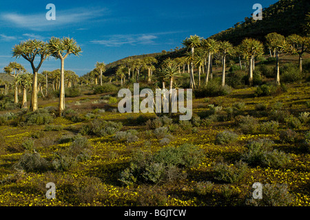 Kokerboom forest, Western Cape, Afrique du Sud Banque D'Images