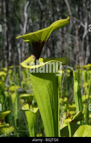 Plante carnivore ou trompette jaune de la sarracénie Sarracenia flava Florida USA Banque D'Images