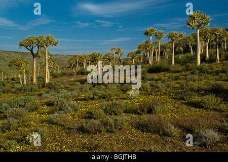 Kokerboom forest, Western Cape, Afrique du Sud Banque D'Images