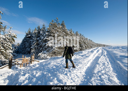 Sur un promeneur solitaire à travers la lande en hiver bridleway Banque D'Images