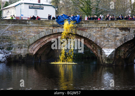 Début de la course de canards au nord Yorkshire Angleterre Knaresborough Banque D'Images