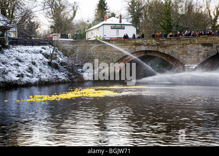 Fire Brigade aider le début de la course de canards au nord Yorkshire Angleterre Knaresborough Banque D'Images