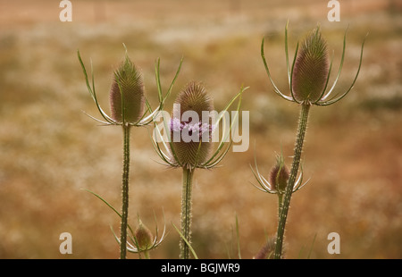 Trois têtes de graine végétale tease dans une macro shot avec l'arrière-plan flou pour l'effet. Généralement utilisé pour les fleurs séchées. Banque D'Images