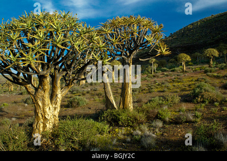 Kokerboom forest, Western Cape, Afrique du Sud Banque D'Images