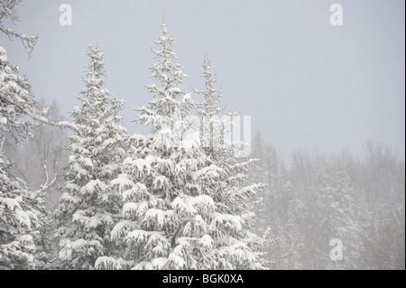 La neige s'accumule sur les PINS CONTRE UN CIEL GRIS Banque D'Images