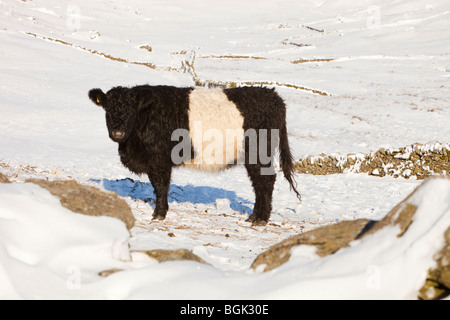 Belted Galloway cattle sur le côté de la puce dans le Lake District, qui a été complètement bloquée par la neige. Banque D'Images