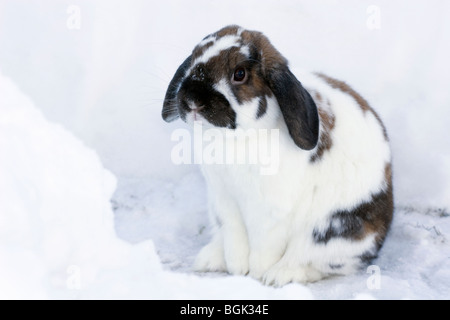 L'animal de compagnie de la Hollande naine lapin en plein air sur un trottoir enneigé en hiver pendant la séance d'exercice Banque D'Images