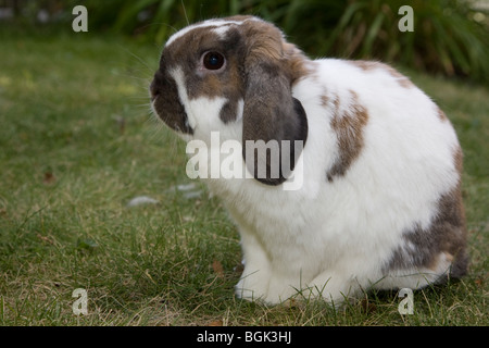 L'animal de compagnie nain Holland est un lapin nain en plein air sur de l'herbe verte en été Banque D'Images