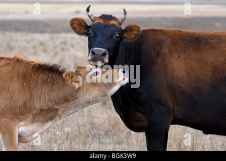 Jersey veau présentant visage à mère vache pour toilettage à l'extérieur dans les pâturages, Saskatchewan, Canada Banque D'Images