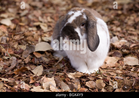 L'animal de compagnie de Hollande naine lapin à l'extérieur sur les feuilles tombées sur le sol en automne Banque D'Images