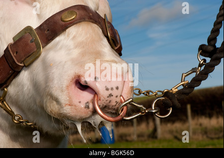 British Blue Bull le petit Banque D'Images