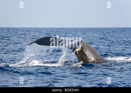 Queue de baleine à bosse de Fluke Banque D'Images