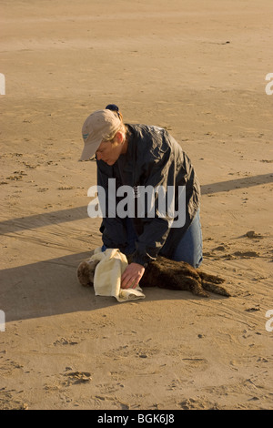 Sauvetage Bénévole jeune loutre de mer avec l'hypoglycémie grave et d'une péritonite, Acanthocéphale inflammation abdominale d'infection parasitaire Banque D'Images