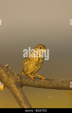 Bruant Proyer Miliaria calandra perché sur une branche au coucher du soleil à Kalloni Salt Pans, Lesbos, Grèce en mai. Banque D'Images